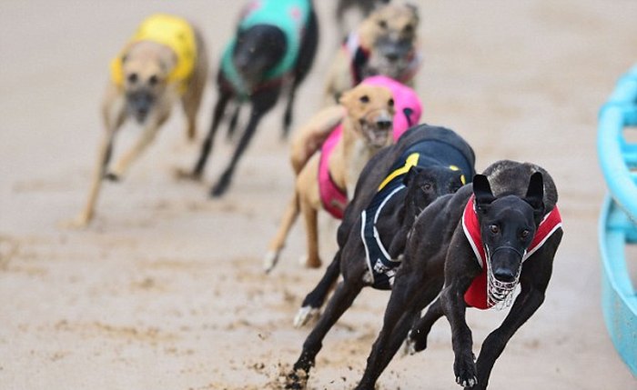 Corridas de galgos eram muito populares entre a classe operária masculina Corridas de galgos eram muito populares entre a classe operária masculina