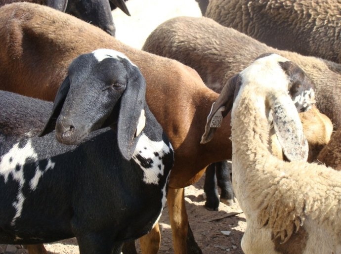 Coordenação de Arranjos Produtivos Locais participa de Oficina de Trabalho Nacional