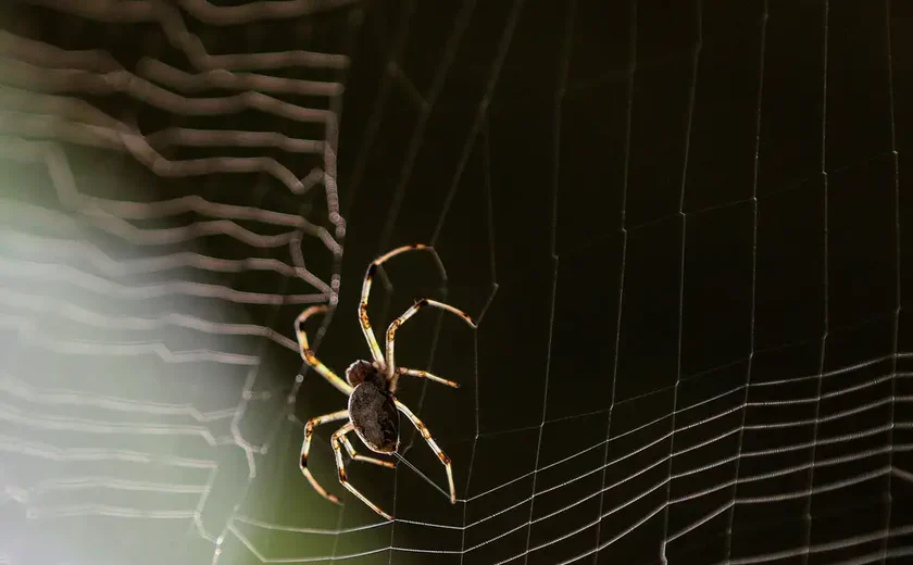 Mais de mil aranhas venenosas são apreendidas em operação na França