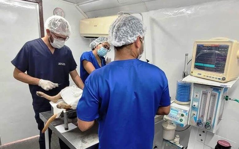 Secretaria de Saúde da Prefeitura de Penedo realiza nova Campanha Castra Pet