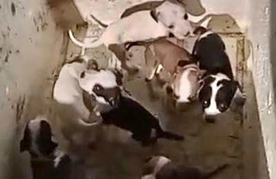 Polícia Civil localiza suspeito de abandonar 11 filhotes e instaura inquérito por maus-tratos a animais