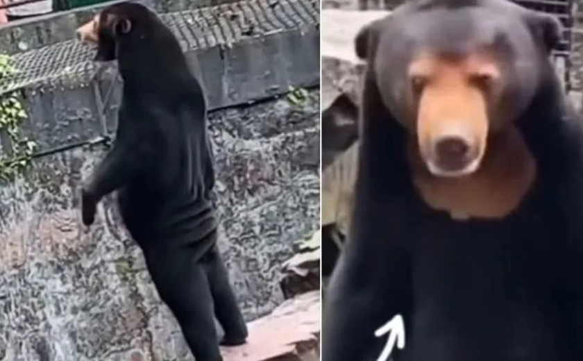 Zoológico é acusado de fantasiar pessoas de animais na China; veja vídeo