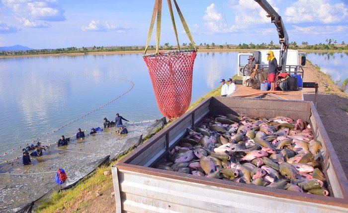 Barragens continuam concentrando a maior parte da produção em águas da União no Nordeste, com predomínio do cultivo de tilápia