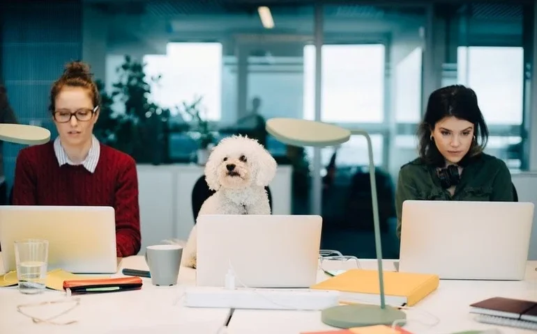 Empresas incorporam pets à rotina corporativa