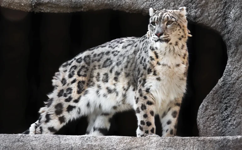Zoológico de Moscou realiza primeira coleta voluntária de sangue em leopardo-das-neves