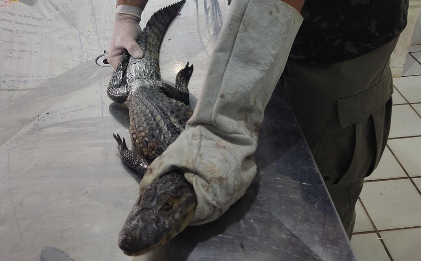 Período chuvoso aumenta a presença de animais silvestres em áreas urbanas