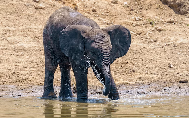 Bebê elefante se aventura na água