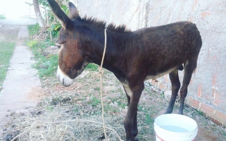 Bazar em Maceió arrecada dinheiro para abrigo de cavalos vítimas de maus-tratos