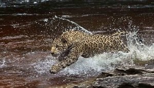 amazonia.jpg