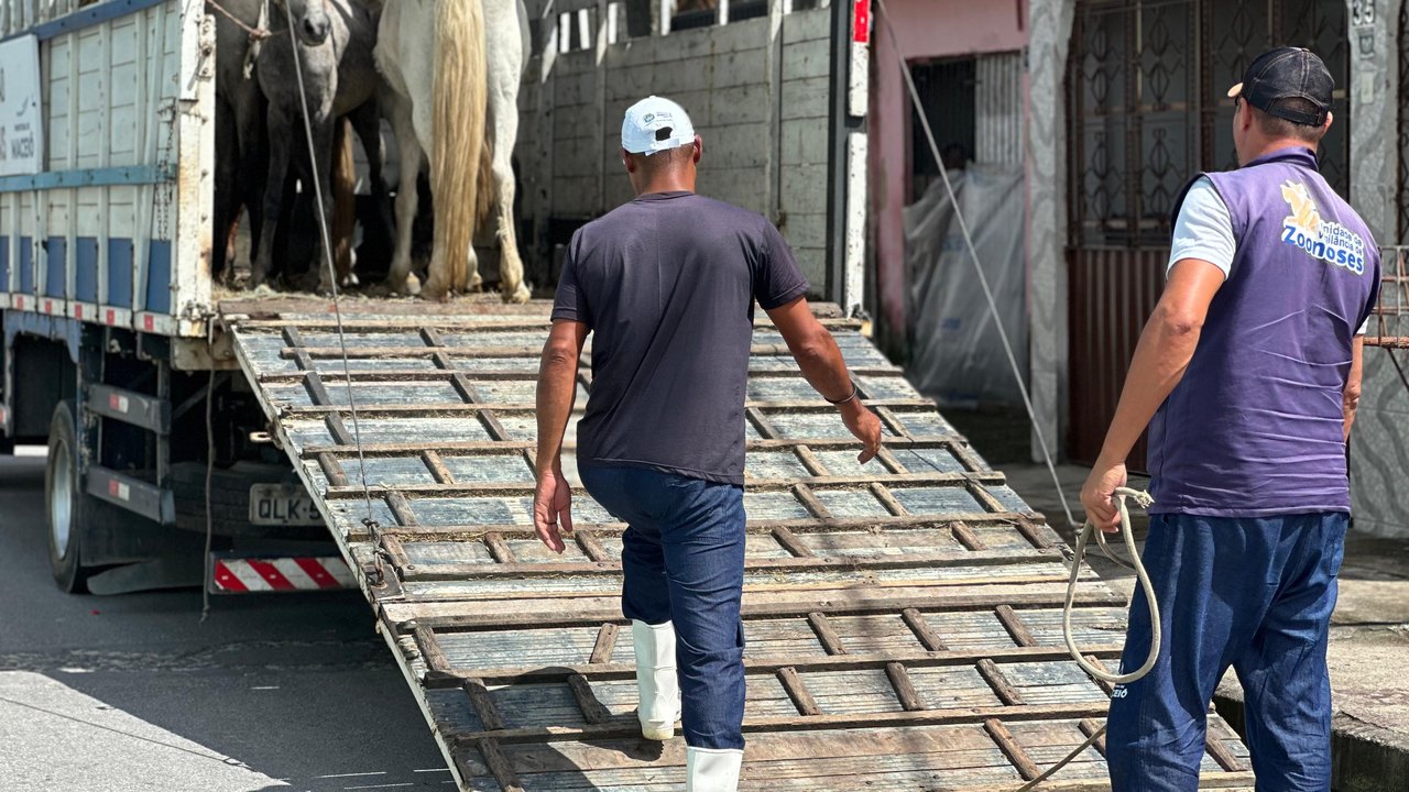 Participantes do Projeto Ecoleta doam cavalos que puxavam carroças