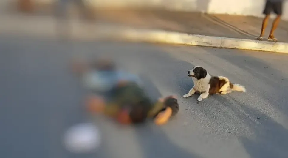 Cachorro permaneceu ao lado do corpo até que ele fosse recolhido. Foto: Reprodução/Internet.