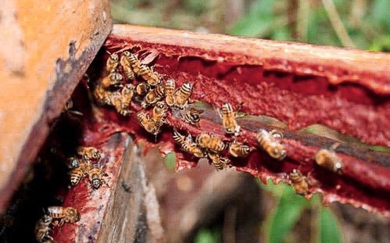 Reorganização dos APLs da apicultura, com ênfase na produção de própolis, será debatida em sessão especial