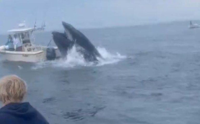 Baleia vira barco de pesca com dois homens a bordo na costa dos EUA