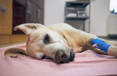 Dicas para cuidar e adotar pets vítimas de enchentes