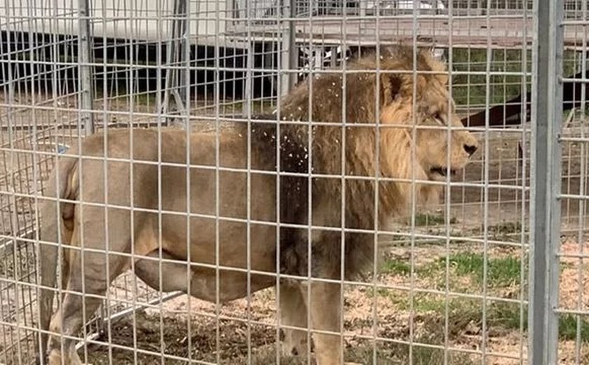 Na Itália, leão foge de circo e circula por horas por ruas de pequena cidade