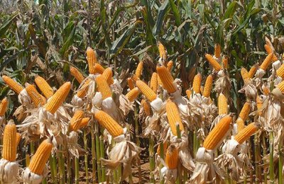 Alagoas tem crescimento na produção de grãos estimado em 120,9%, o maior do país
