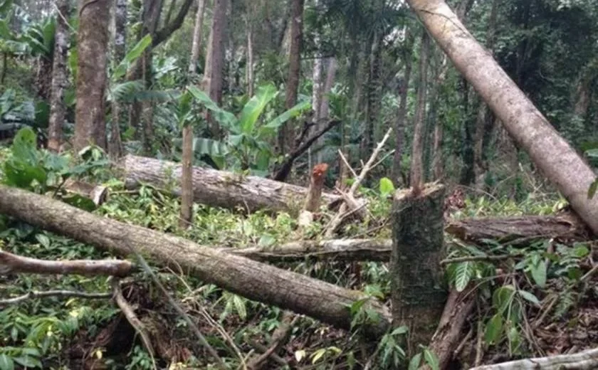 Estudo mostra que árvores exclusivas da Mata Atlântica estão ameaçadas