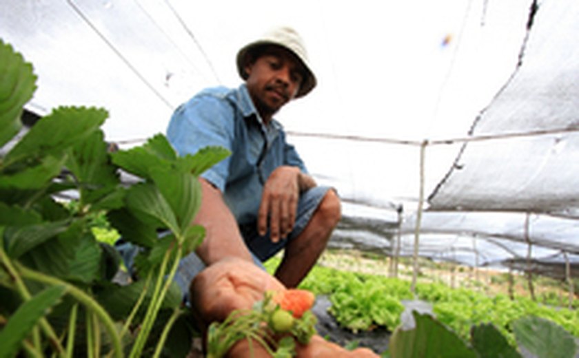 Área irrigada gera renda para agricultura familiar