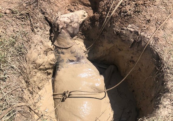 Bombeiros resgatam cavalo de poço com 6 metros de profundidade
