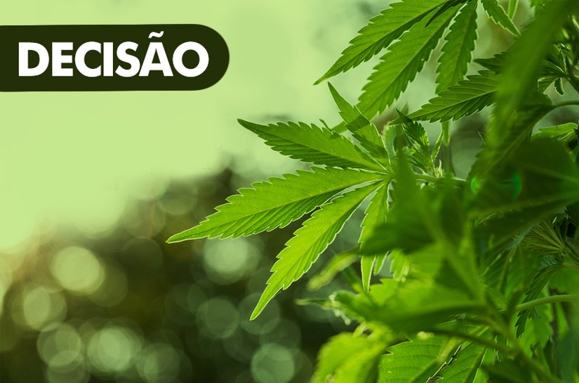 Justiça absolve idoso portador de câncer por uso de maconha para fins medicinais