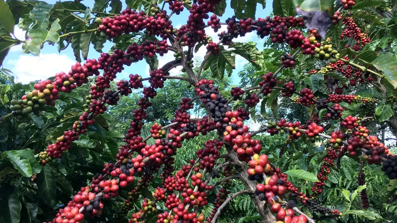 Exigências regulatórias da UE podem embarreirar pequenos cafeicultores