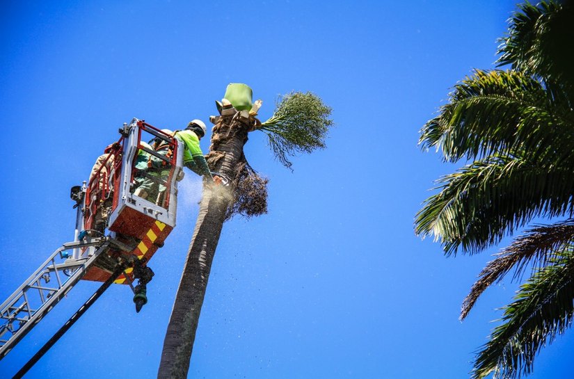 Operação remove palmeiras sob risco de queda no Farol