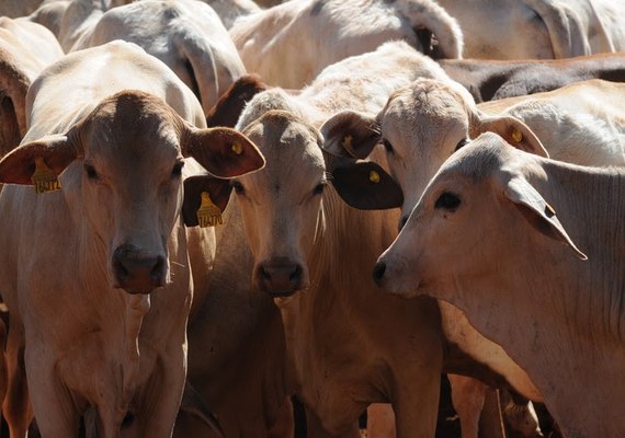 Portaria proíbe vacinação contra febre aftosa em sete unidades da Federação