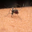 Brasil ultrapassa 1 milhão de casos prováveis de dengue em 2025