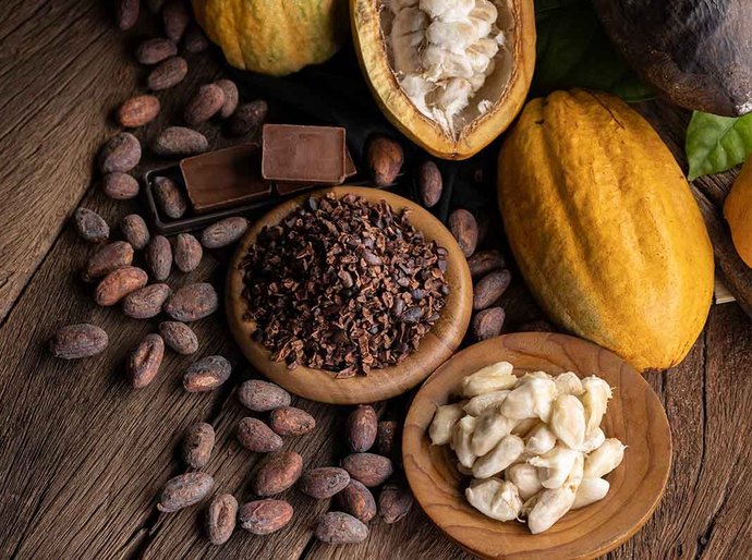 ALE aprova em 1º turno projeto que institui a Política de Incentivo à Produção de Cacau de Qualidade