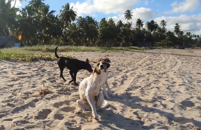 Sesau orienta população sobre como evitar doenças transmitidas por animais