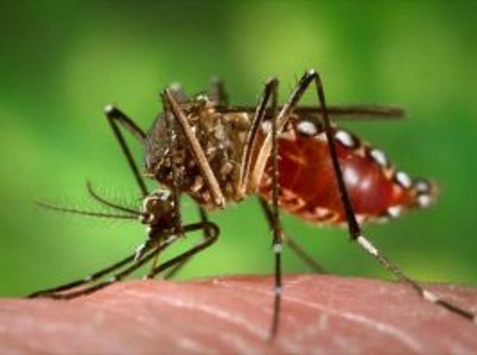 Maceió apresenta diminuição de casos graves de dengue