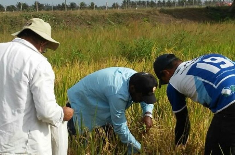 Emater colhe dez linhagens de arroz no Baixo São Francisco
