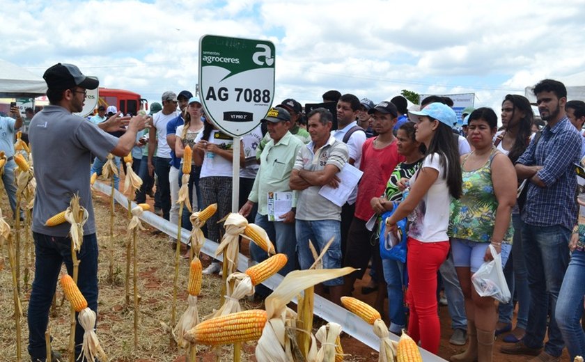 Incentivo à produção de milho anima indústrias e agricultores em Arapiraca