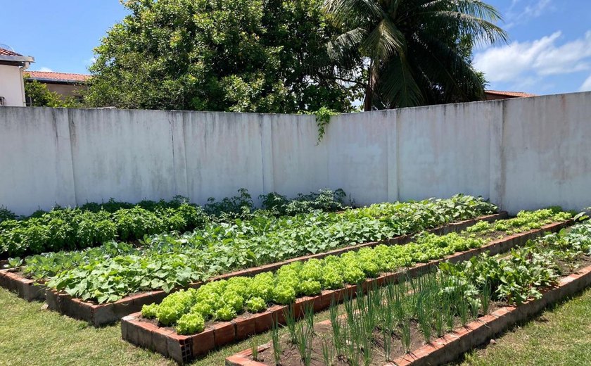 Programa Hortas Urbanas transforma espaços em centros de bem-estar e segurança alimentar em Alagoas