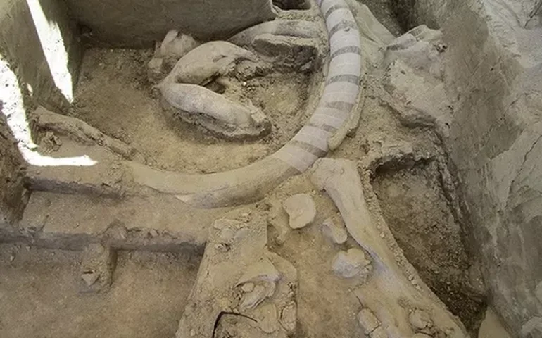 Centenas de ossos de mamute com pelo menos 30 mil anos são descobertos em adega na Áustria