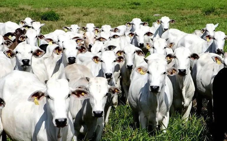 MPF pede retirada de gado de não-indígenas da Ilha do Bananal