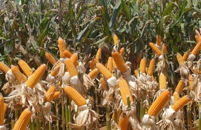Governo libera R$ 693 milhões para o Programa de Seguro Rural em 2021 