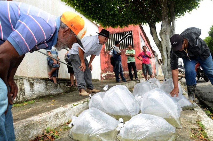 Cajueiro: 15 mil alevinos são distribuídos gratuitamente aos agricultores