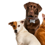 Coluna Pet
