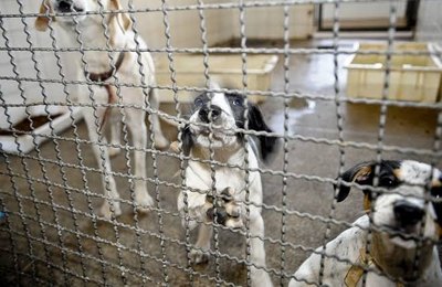 Aprovado projeto que determina o resgate de animais em situação de maus-tratos mesmo sem mandado