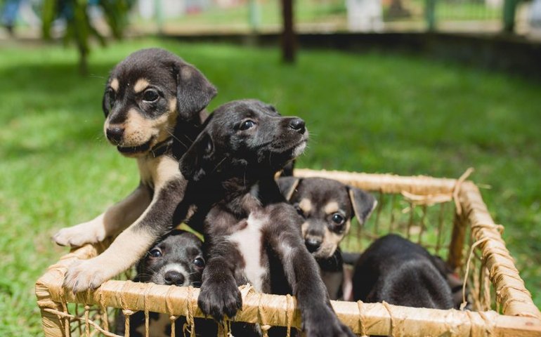 Gabinete da Causa Animal e Zoonoses promovem Feira de Adoção na Rua Aberta no domingo (8)