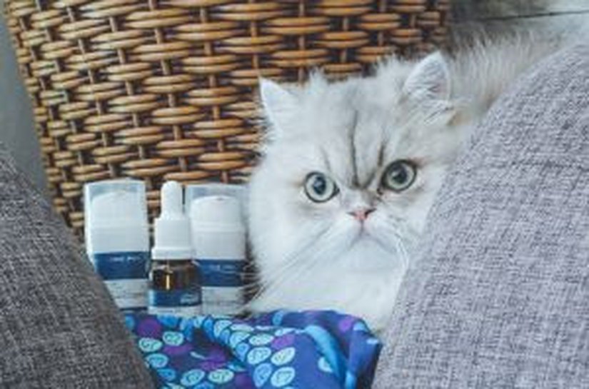Nutracêuticos: lançamentos e personalização inovam o tratamento de animais de estimação