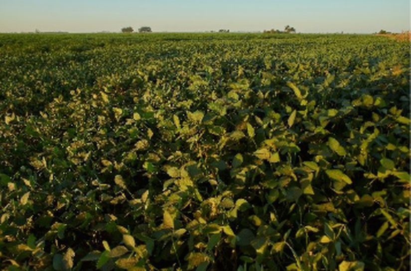 O que acontece embaixo da terra impacta produção de amendoim
