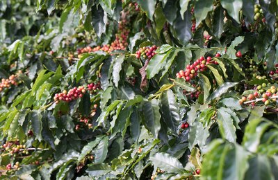 Cafeicultura brasileira tem nas algas marinhas uma aliada importante para aumento da produtividade