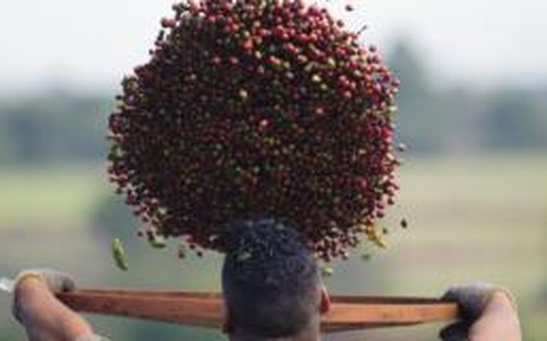 Ministério da Agricultura adota medidas contra a praga Broca do Café