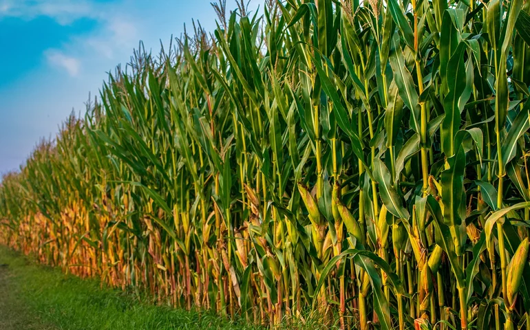 Atenção ao pulgão-do-milho, que pode reduzir produtividade em até 60%