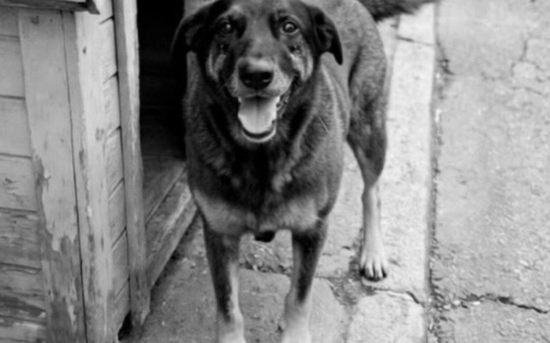 Adolescentes suspeitos de matar cão Orelha já haviam tentado afogar outro cachorro, aponta polícia