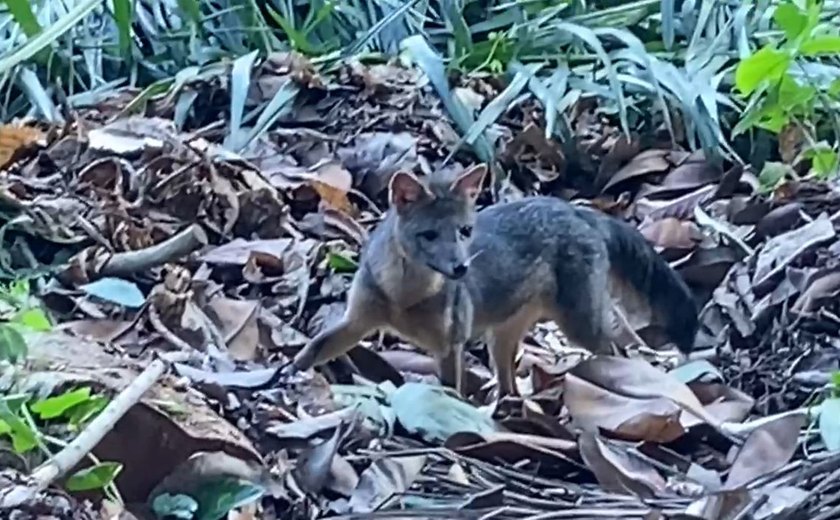 Rio de Janeiro: cachorro-do-mato faz visita diurna ao Parque Lage