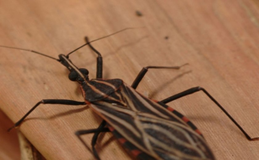 Variante genética protege indígena da Amazônia contra doença de Chagas