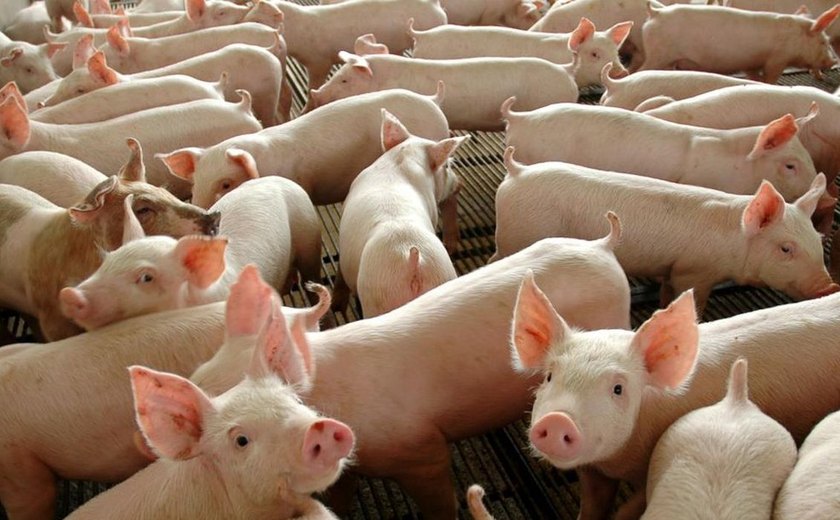 Estudos revelam alterações causadas célula por célula quando corações e rins de porco são transplantados para humanos